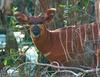 Bongo (Tragelaphus eurycerus) - Wiki