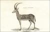 Bluebuck, Blue Antelope (Hippotragus leucophaeus) - Wiki