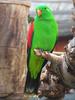 Red-winged Parrot (Aprosmictus erythropterus) - Wiki