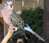 Bourke's Parrot (Neopsephotus bourkii) - Wiki