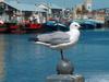 Hartlaub's Gull (Larus hartlaubii) - Wiki