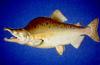 Pink Salmon (Oncorhynchus gorbuscha) - Wiki