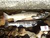 Biwa Trout (Oncorhynchus masou rhodurus) - Wiki