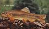 Apache Trout (Oncorhynchus gilae apache) - Wiki