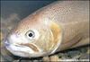 Gila Trout (Oncorhynchus gilae) - Wiki