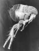 Oriental Rat Flea (Xenopsylla cheopis) - Wiki