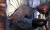 Gambian Pouch Rat (Cricetomys gambianus) - Wiki