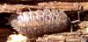 Common Rough Woodlouse (Porcellio scaber) - Wiki