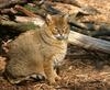 Jungle Cat (Felis chaus) - Wiki