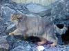 Pallas's Cat (Otocolobus manul) - Wiki