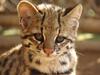 Little Spotted Cat, Oncilla (Leopardus tigrinus) - Wiki