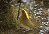 Golden-fronted Bowerbird (Amblyornis flavifrons) - Wiki