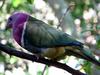 Pink-headed Fruit-dove (Ptilinopus porphyreus) - Wiki