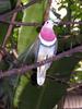 Pink-headed Fruit-dove (Ptilinopus porphyreus)