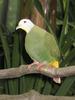 Black-naped Fruit-dove (Ptilinopus melanospilus) - Wiki
