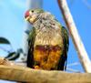 Beautiful Fruit Dove (Ptilinopus pulchellus) at Louisville Zoo