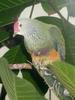 Mariana Fruit-dove (Ptilinopus roseicapilla) - Wiki