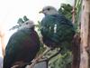 Wompoo Fruit-dove (Ptilinopus magnificus) - Wiki