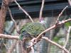 Superb Fruit-dove (Ptilinopus superbus), Phoenix Zoo