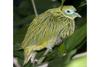 Golden Fruit Dove (Ptilinopus luteovirens) - Wiki