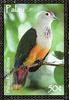 Palau Fruit-dove (Ptilinopus pelewensis) - Wiki