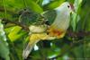Cook Islands Fruit-dove (Ptilinopus rarotongensis) - Wiki