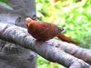 Ruddy Cuckoo-dove (Macropygia emiliana) - Wiki