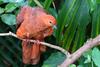 Ruddy Cuckoo-dove (Macropygia emiliana)