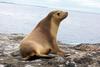 Eared Seals (Family: Otariidae; fur seals and sea lions) - Wiki