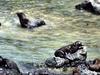 Juan Fernandez Fur Seal (Arctocephalus philippii) - Wiki