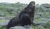 Northern Fur Seal (Callorhinus ursinus) - Wiki