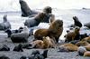 Southern or South American Sea Lion (Otaria flavescens) - Wiki