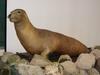 Japanese Sea Lion (Zalophus japonicus) - Wiki