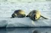 Earless Seals (Family: Phocidae; true seals) - Wiki