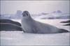 Crabeater Seal (Lobodon carcinophagus) - Wiki