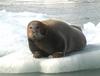 Bearded Seal (Erignathus barbatus) - Wiki