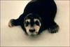 Bearded Seal (Erignathus barbatus) pup