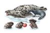 Hooded Seal (Cystophora christata) - Wiki