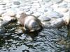 Nerpa or Baikal Seal (Pusa sibirica) - Wiki
