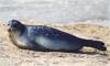 Caspian Seal (Pusa caspica) - Wiki