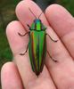 Tamamushi, Japanese Jewel Beetle (Chrysochroa fulgidissima) - Wiki