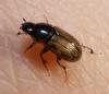 Aphodiine Dung Beetles (Subfamily: Aphodiinae) - Wiki