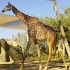 Masai Giraffe (Giraffa camelopardalis tippelskirchi) - Wiki