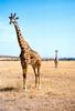 Masai Giraffe (Giraffa camelopardalis tippelskirchi) on plain