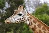 Rothschild Giraffe (Giraffa camelopardalis rothschildi) - Wiki