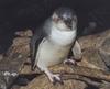 White-flippered Penguin (Eudyptula albosignata albosignata) - Wiki