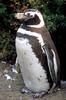 Magellanic Penguin (Spheniscus magellanicus) - Wiki