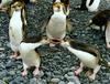 Royal Penguins (Eudyptes schlegeli)