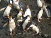 Royal Penguins (Eudyptes schlegeli)