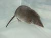 Common Shrew (Sorex araneus) - Wiki